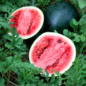 sugar baby watermelon seeds