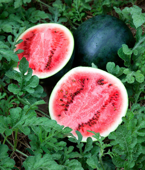 sugar baby watermelon seeds