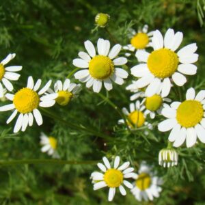 German Chamomile Seeds