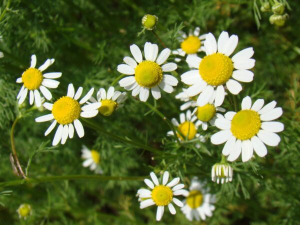 German Chamomile Seeds