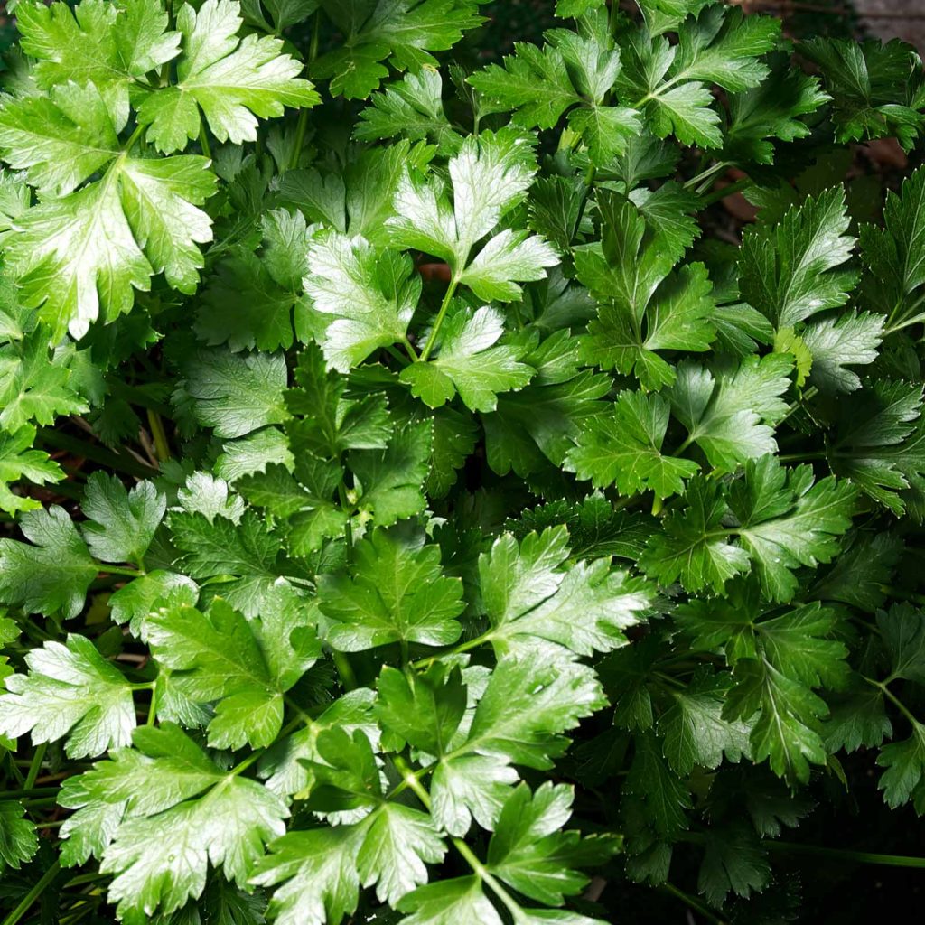 Organic Parsley | List of vegetables and herbs you can grow year round