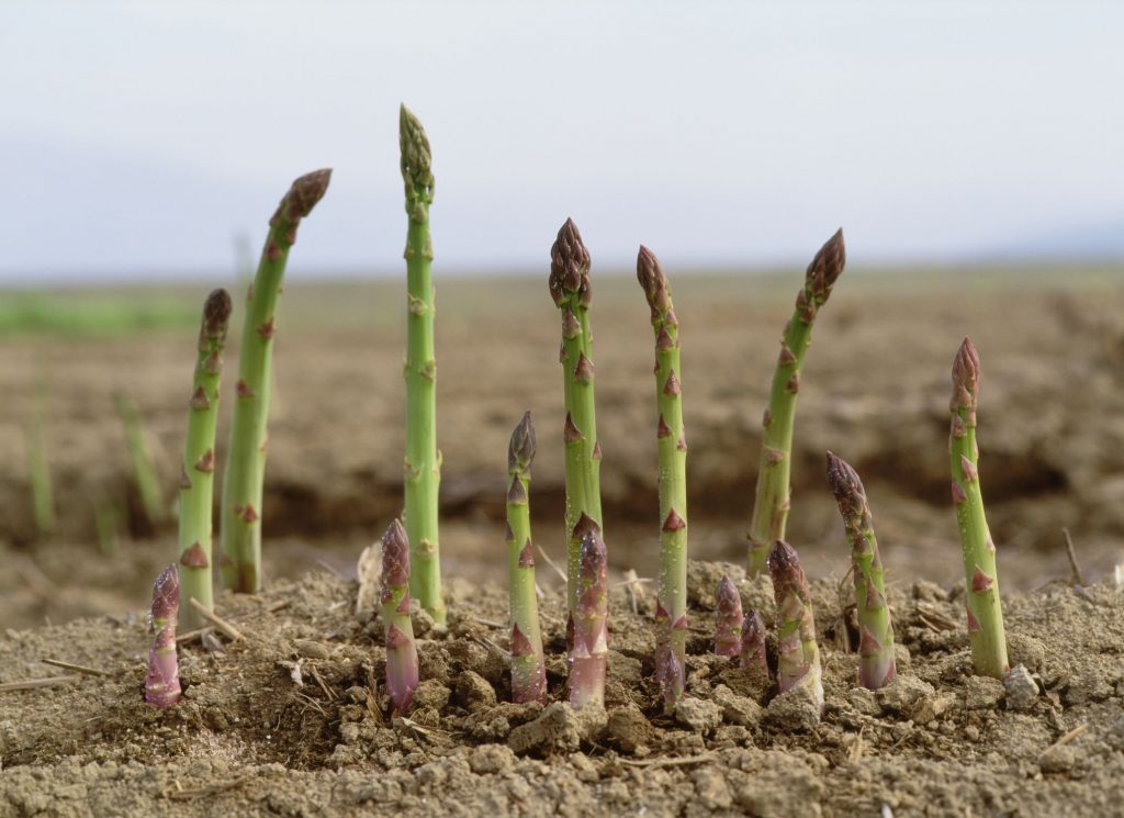 Asparagus | Vegetables that grow year-round