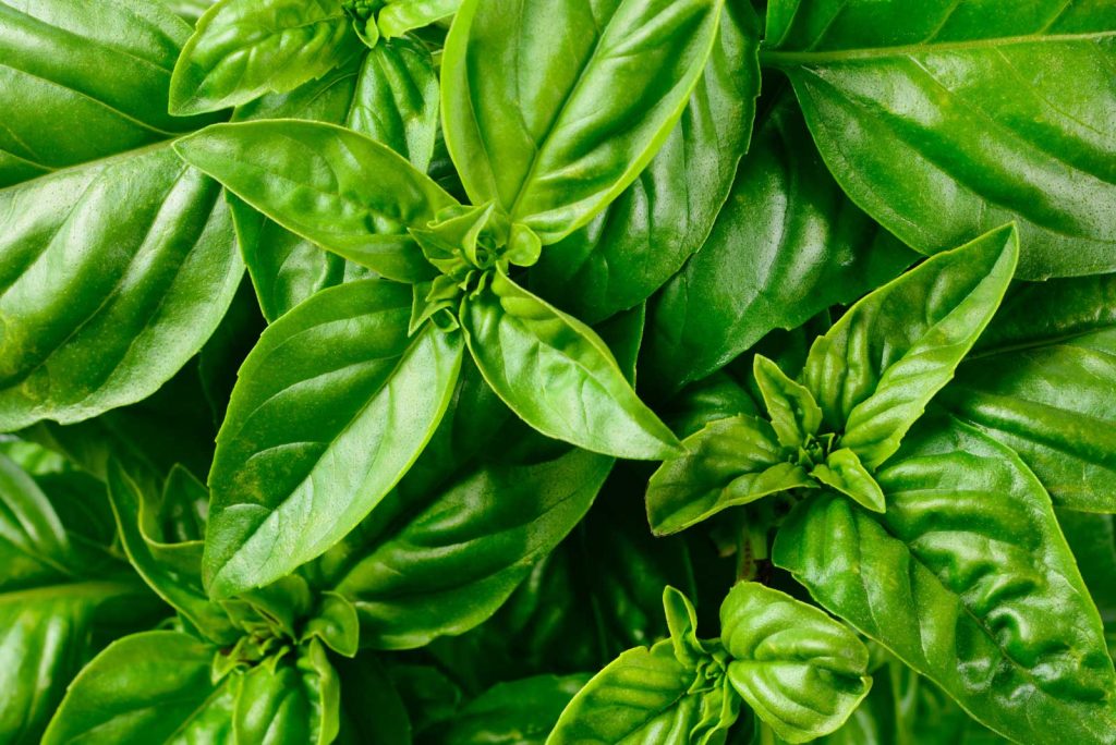 Basil | List of herbs you can grow year round at home