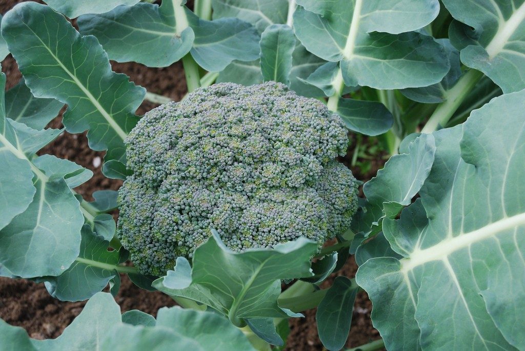 Brocolli | Vegetables you can grow in your garden year round