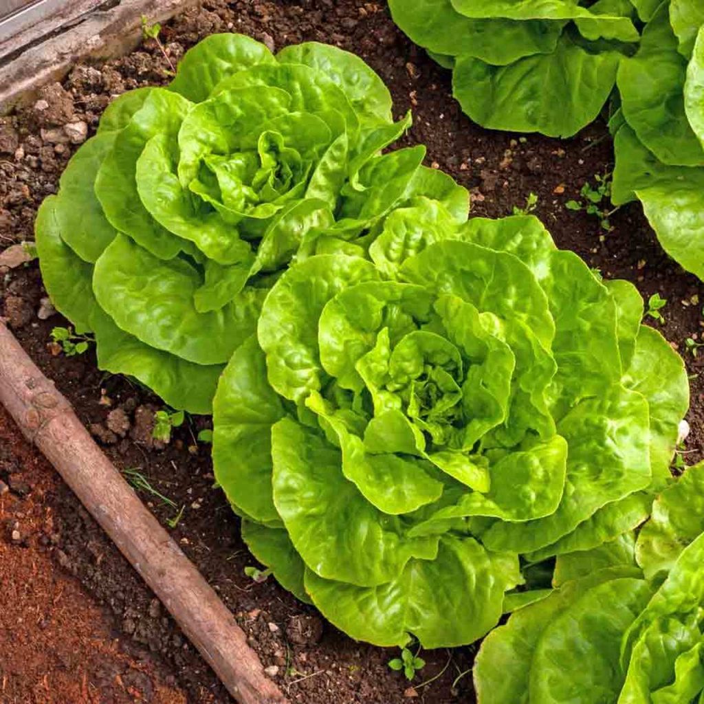 1200+ Buttercrunch Butterhead Lettuce Seeds Honest Seed Co.