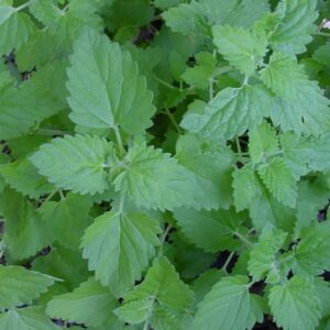 Catnip seeds