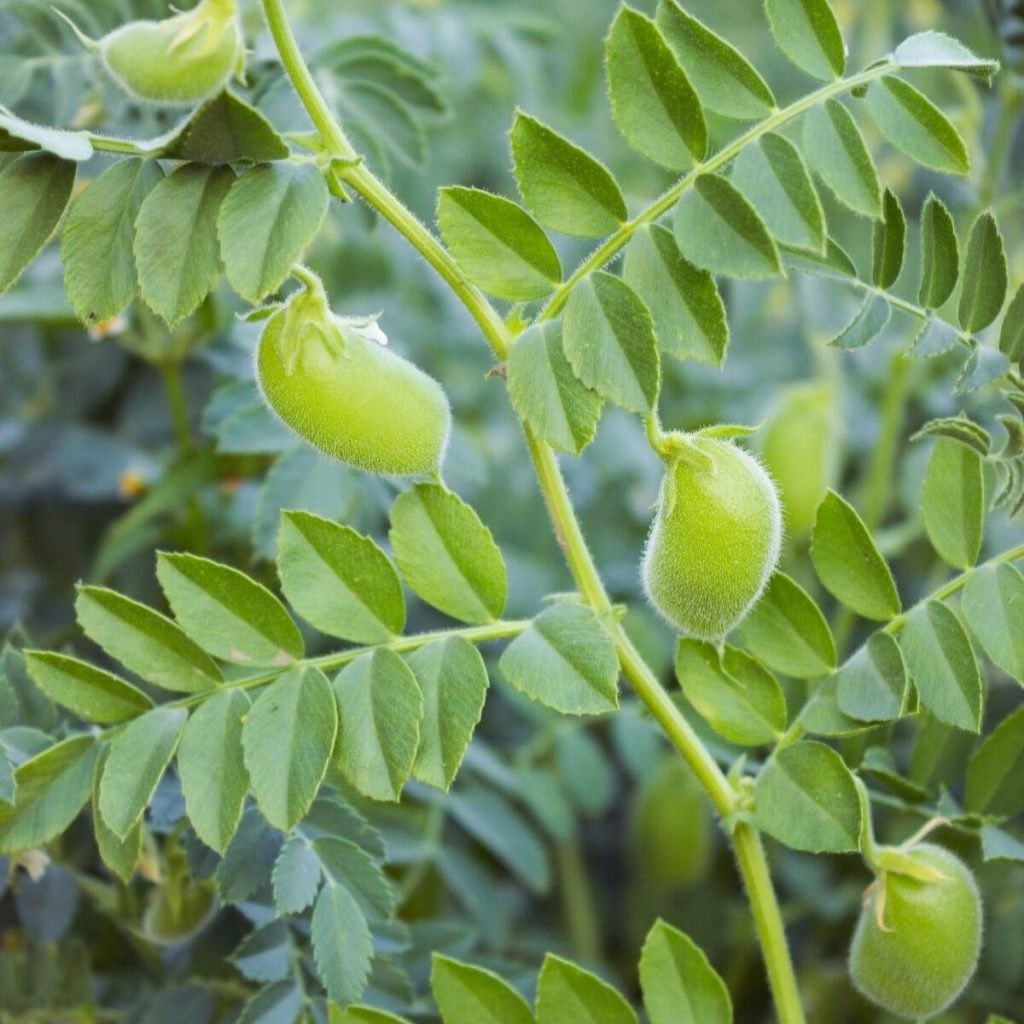 Chickpeas | Veggies you can grow all year in your garden