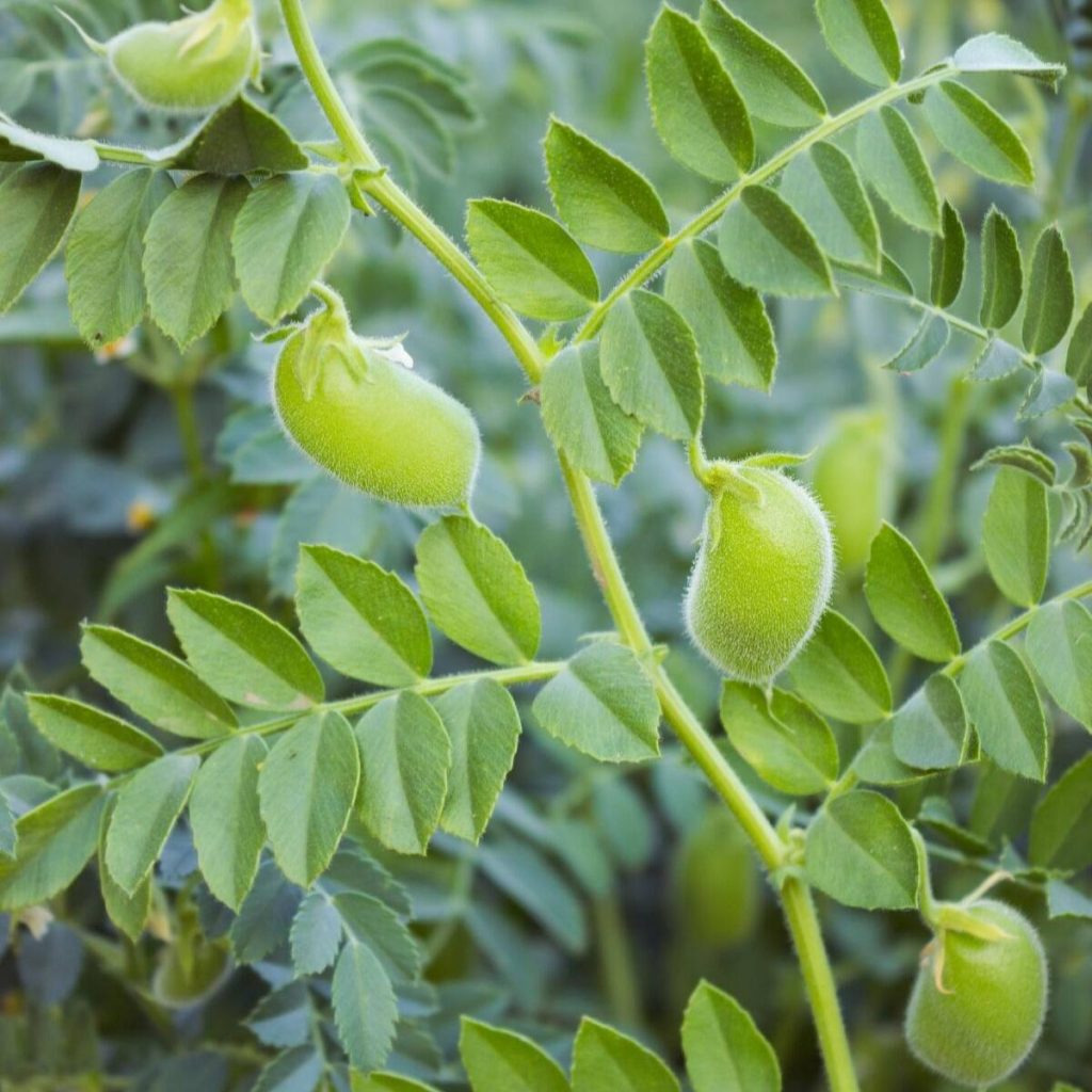 Chickpeas | Veggies you can grow all year in your garden 