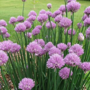CHIVES SEEDS 300 onion HERBS perennial GARDEN ALLIUM Culinary FREE SHIPPING 