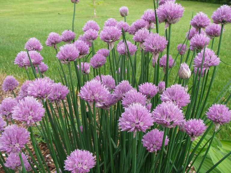 Garlic Chives vs. Chives Honest Seed Co.