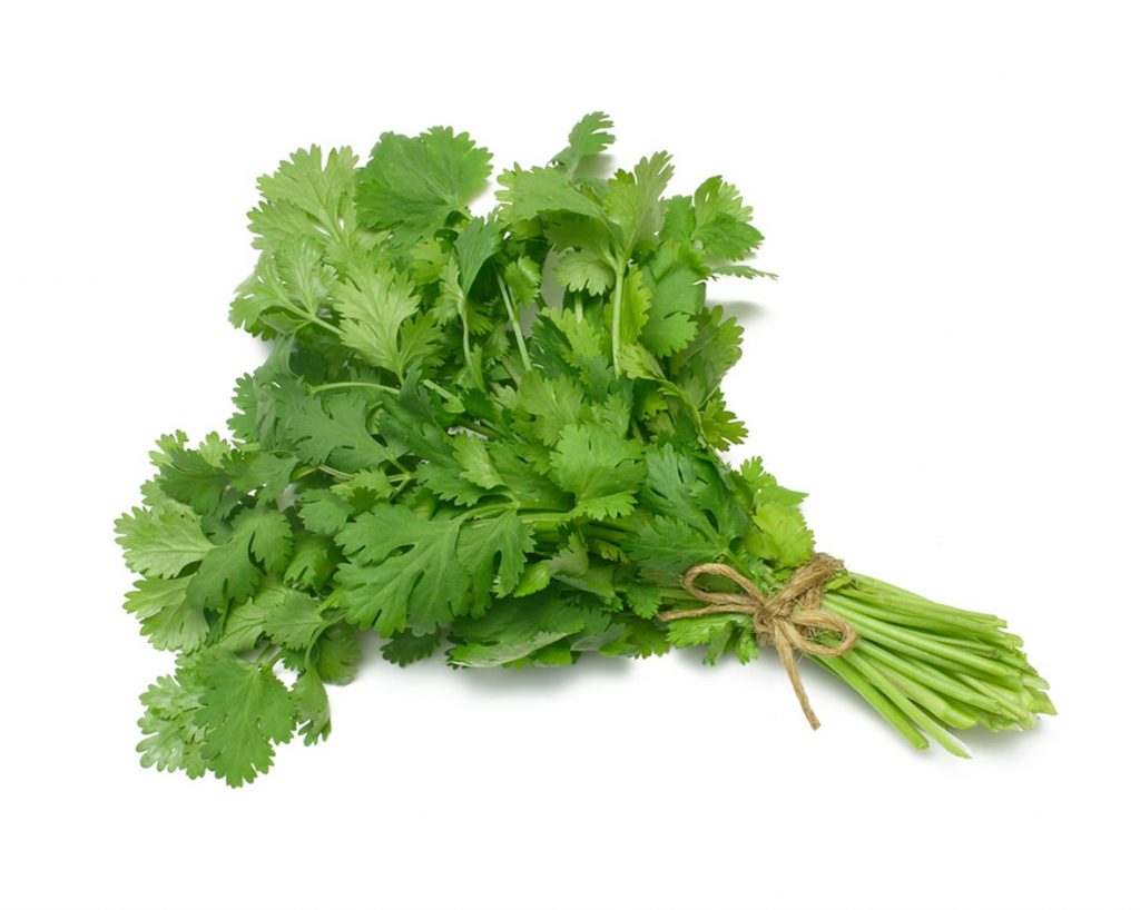 Organic Cilantro | Medicinal herbs to have in your garden and grow at home