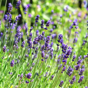 Common English Lavender