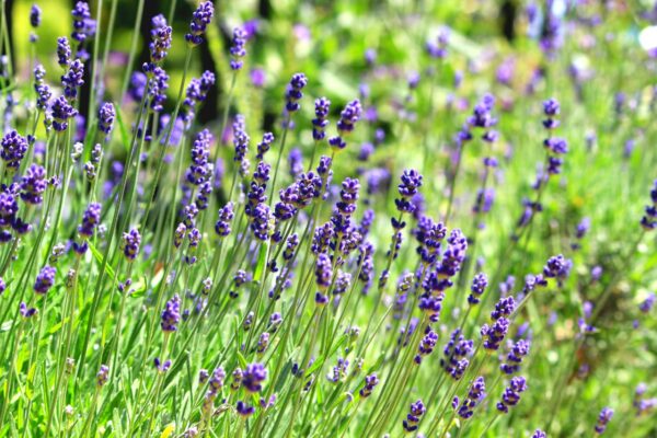 Common English Lavender