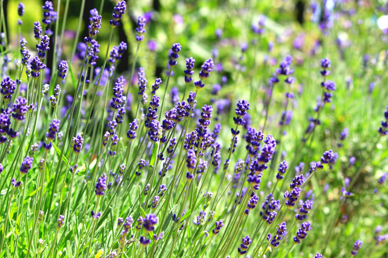 Semillas De Lavanda, Inglesa (100% Heirloom/No Híbrido/No GMO). 50 Semillas  Aproximadamente.