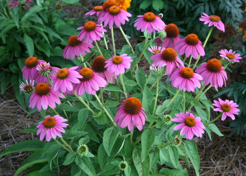 Echinacea | List of Medicinal Herbs