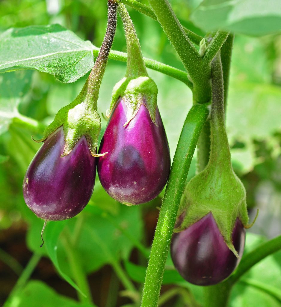 Organic Eggplant | List of vegetables you can grow year-round