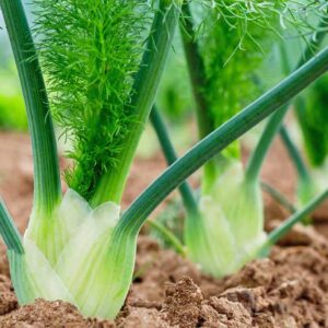 Fennel Herb