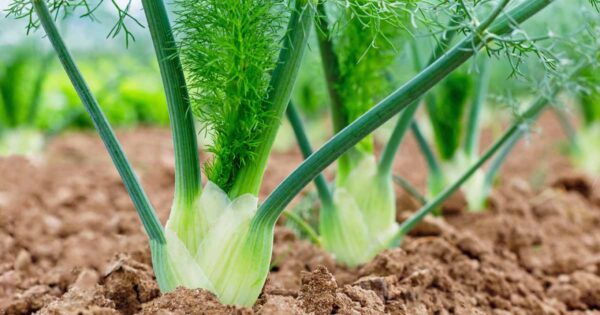 Fennel Herb