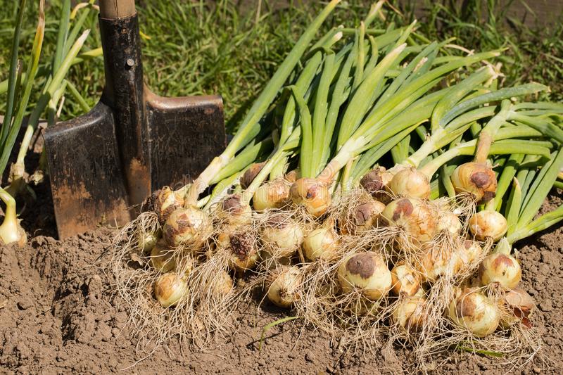 Organic Garlic | Root vegetables you can grow year round