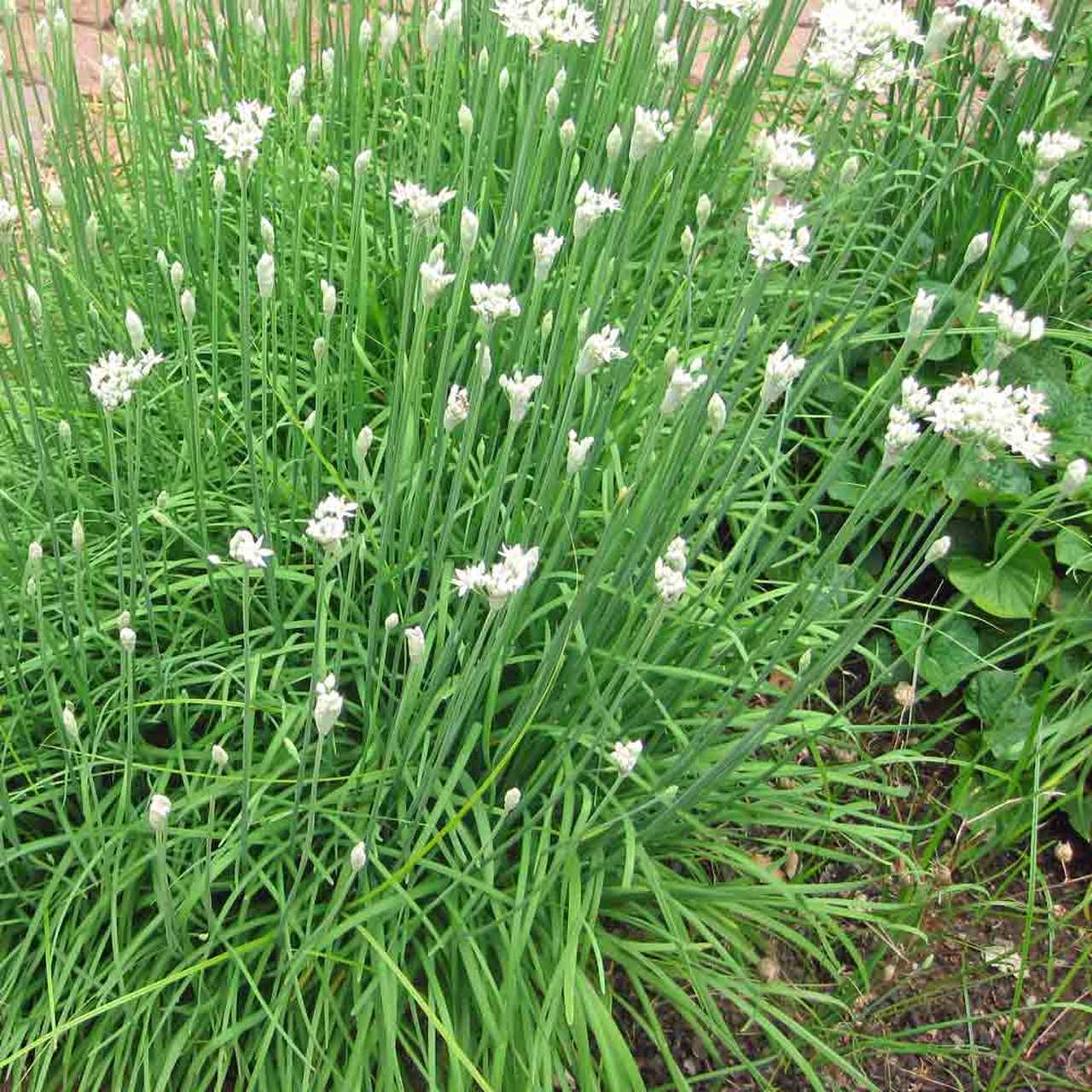 Growing Garlic Chives from Seed