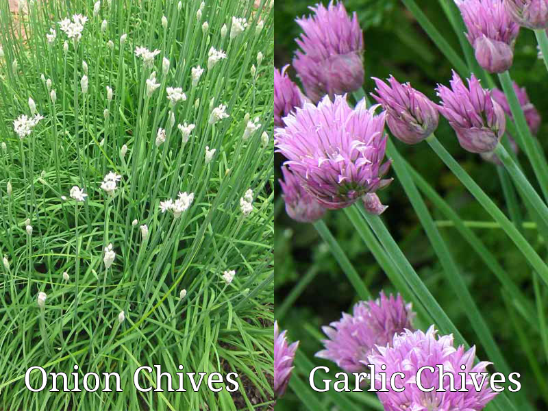 Garlic Chives vs. Onion Chives