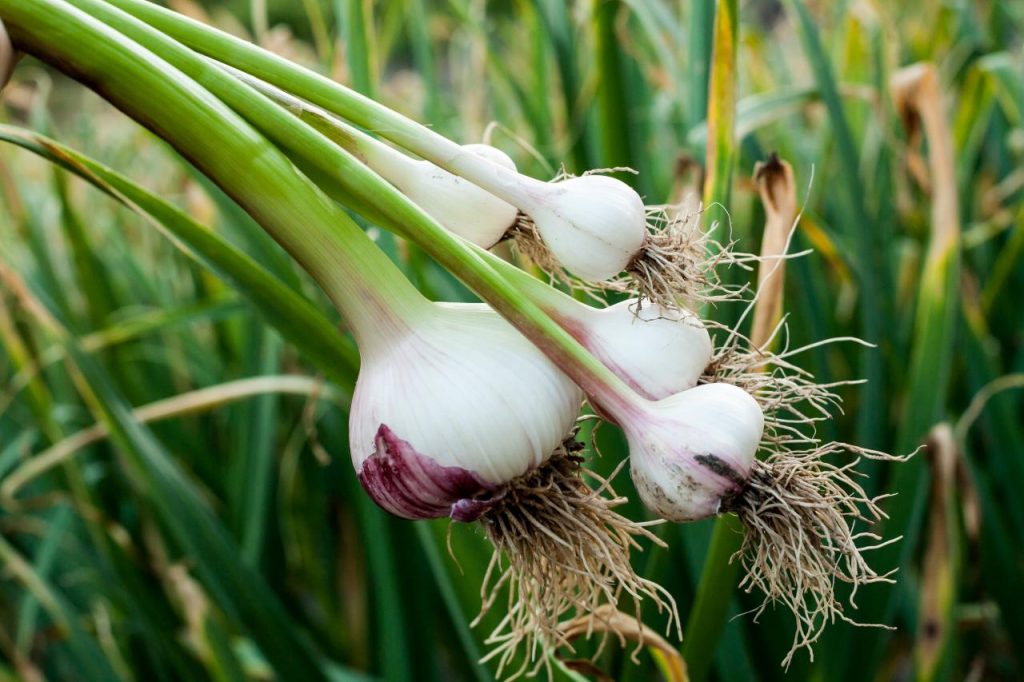 Organic Garlic | List of Medicinal Herbs to Grow in your Garden