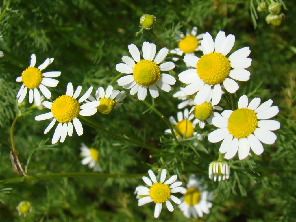 German Chamomile | Natural Medicinal Herbs List