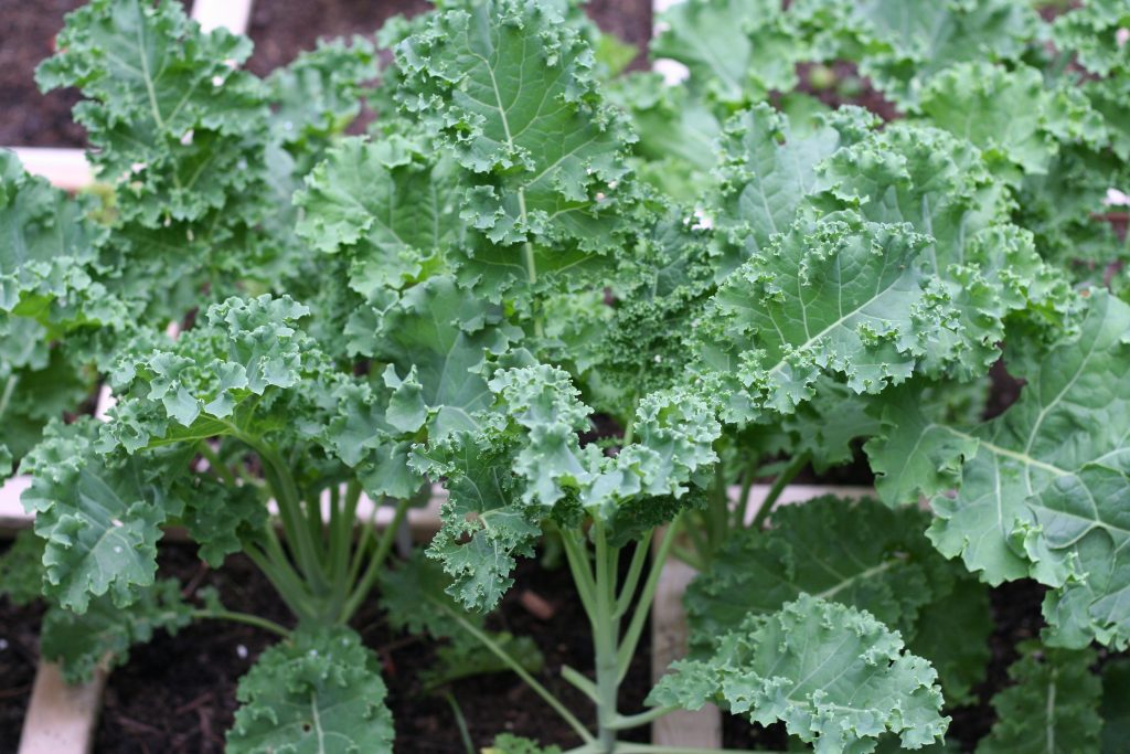 Kale | Vegetables that you can grow throughout the year