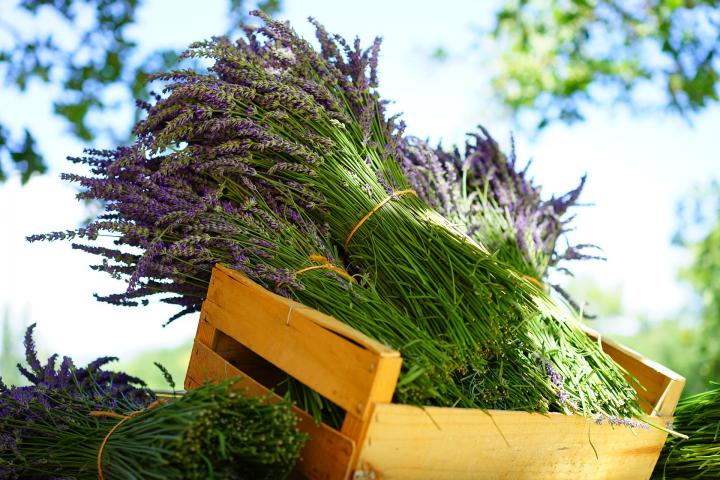 Lavender Seeds - Lavender Dried