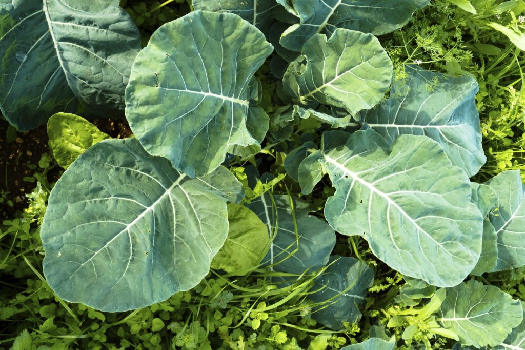 Leafy Greens | Year Round Vegetables to grow at home