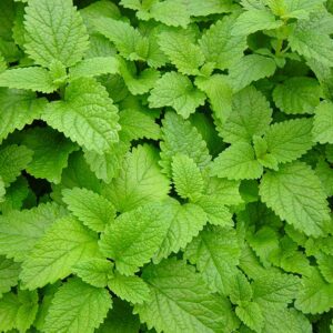 Lemon Balm