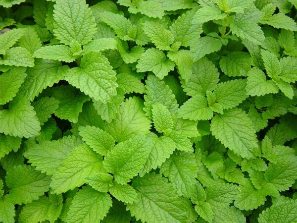 Lemon Balm