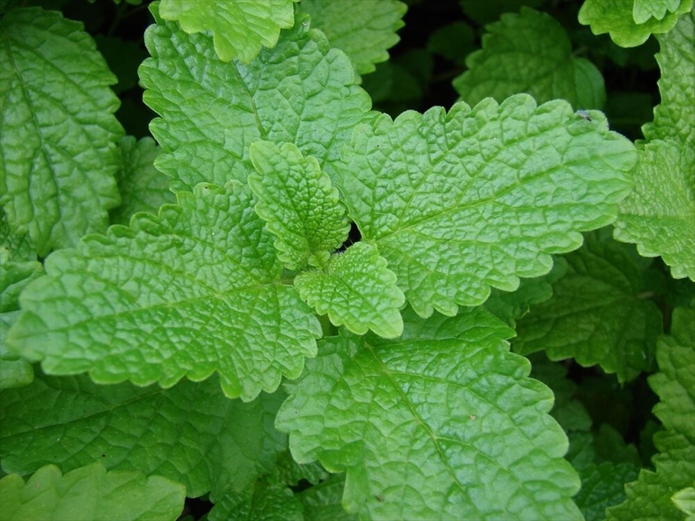 Lemon Balm - List of Medicinal Herbs and Plants