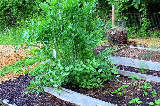 lovage herb plant