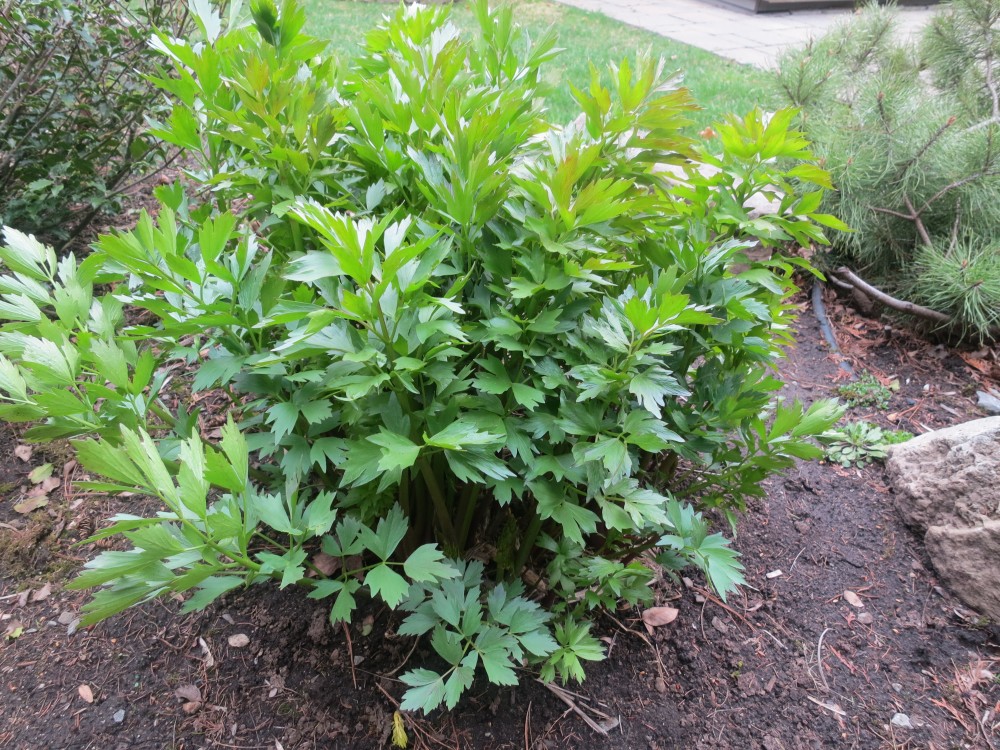 50+ lovage herb seeds herb garden seeds culinary medicinal herb non-gmo