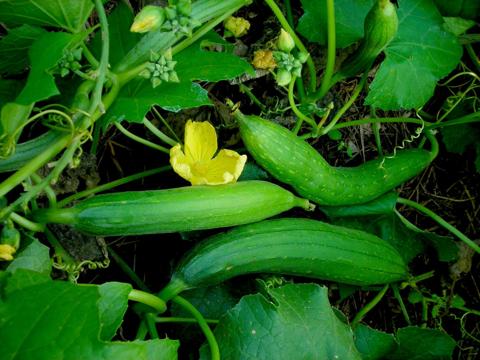 Luffa Sponge Gourd Honest Seed Co.
