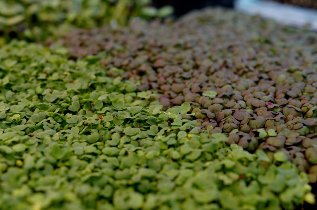 Microgreens | List of vegetables for all year growing