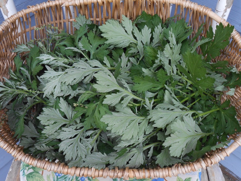 Mugwort wormwood leaves