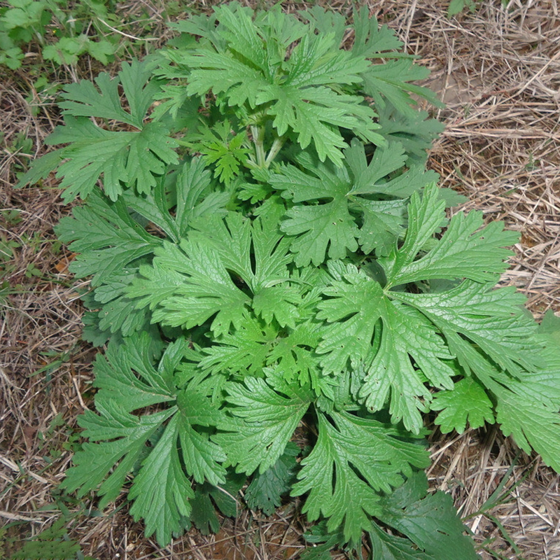 Mugwort | List of Medicinal Herbs for Natural Cures