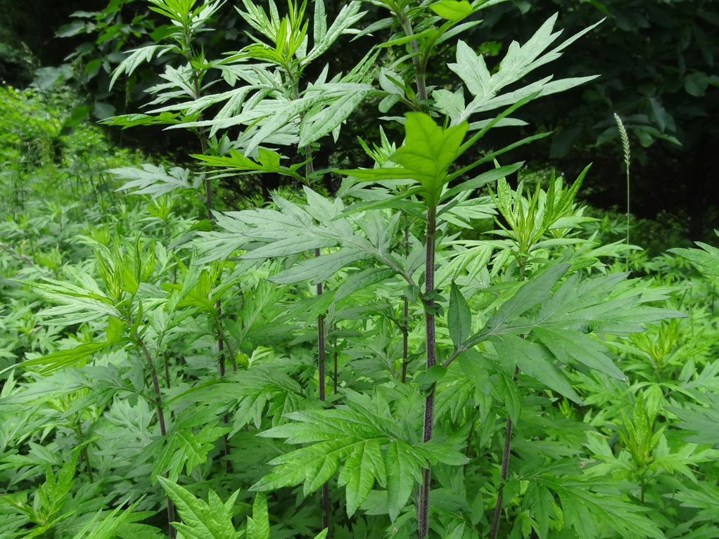 Mugwort growing in the wild