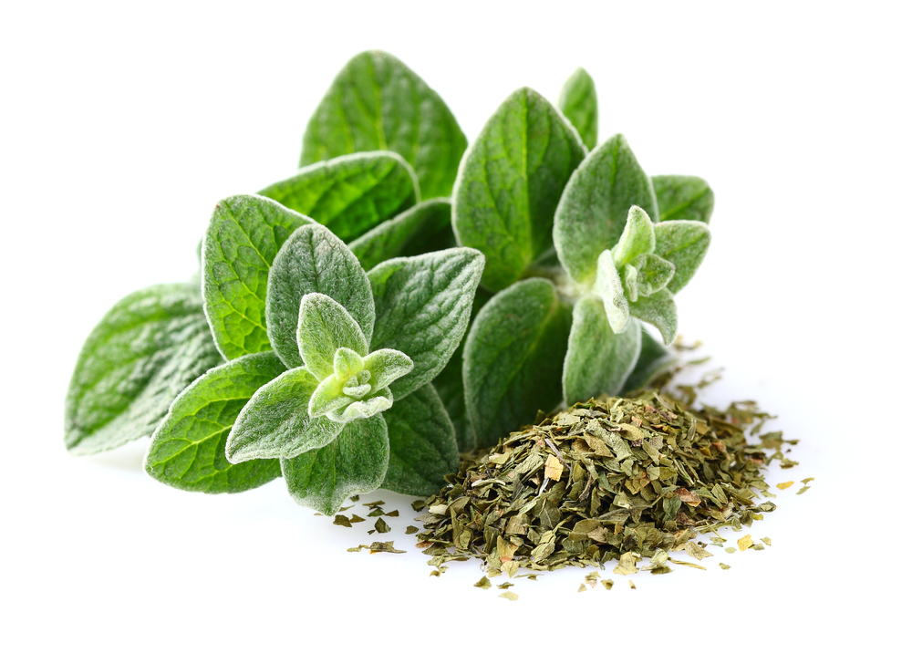 Oregano | List of medicinal herbs