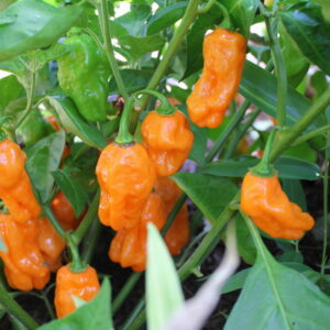 Habanero Pepper Seeds