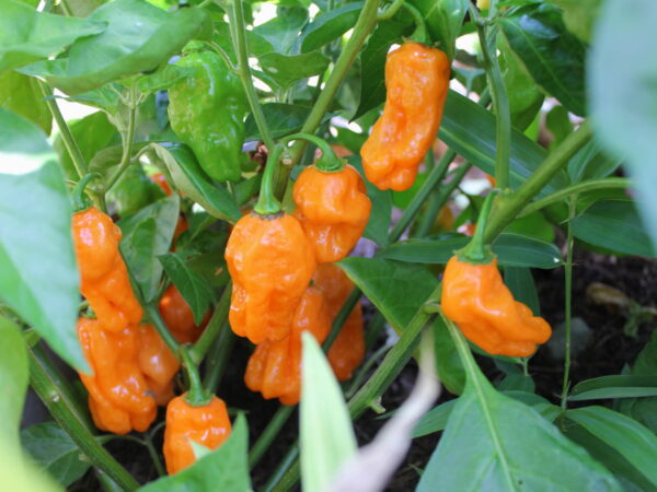 Habanero Pepper Seeds