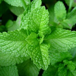 Peppermint | Herbs as Medicine