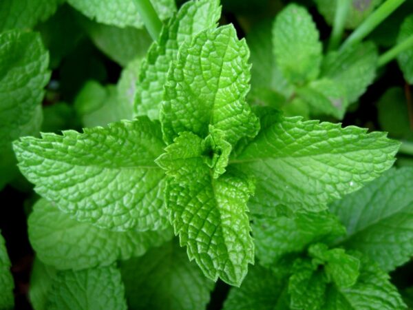 Peppermint | Herbs as Medicine