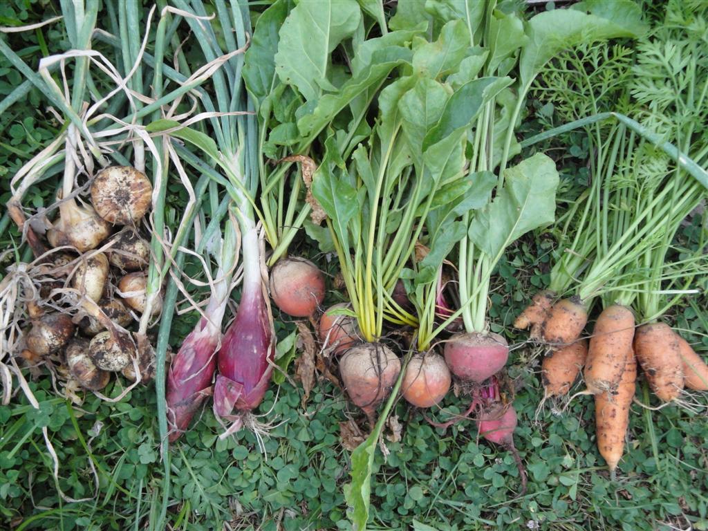 Root Vegetables | Grow all year in your backyard or greenhouse