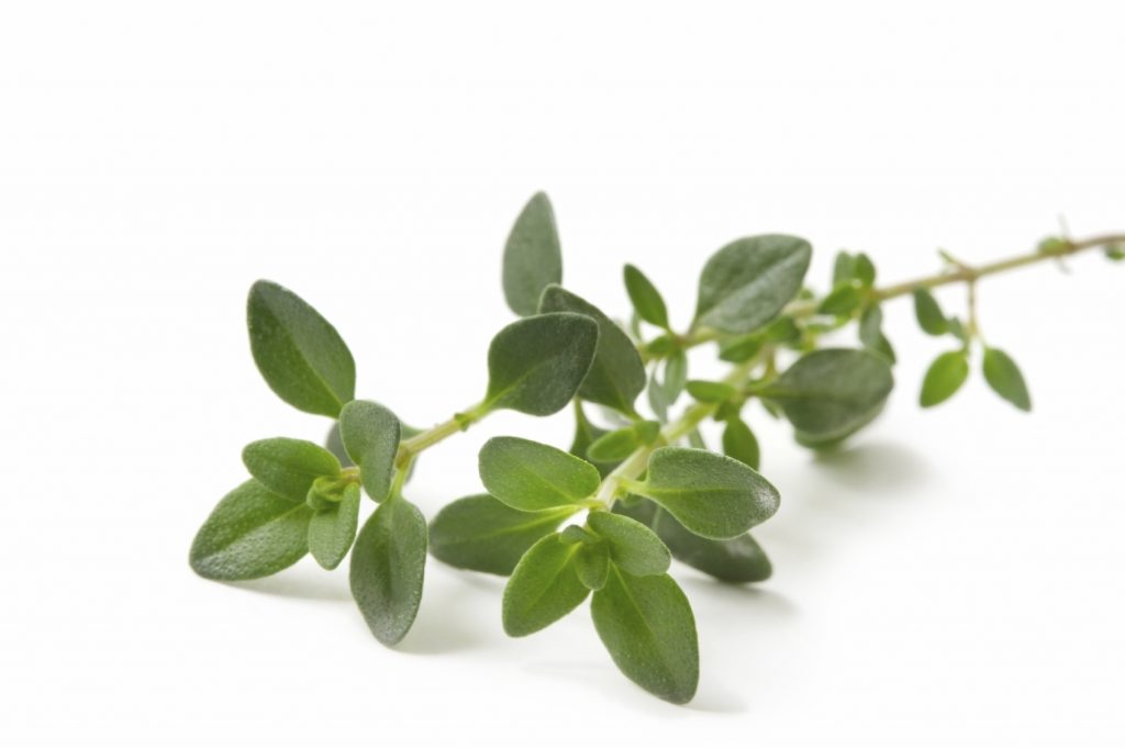 Thyme - Medicinal herbs to grow at home