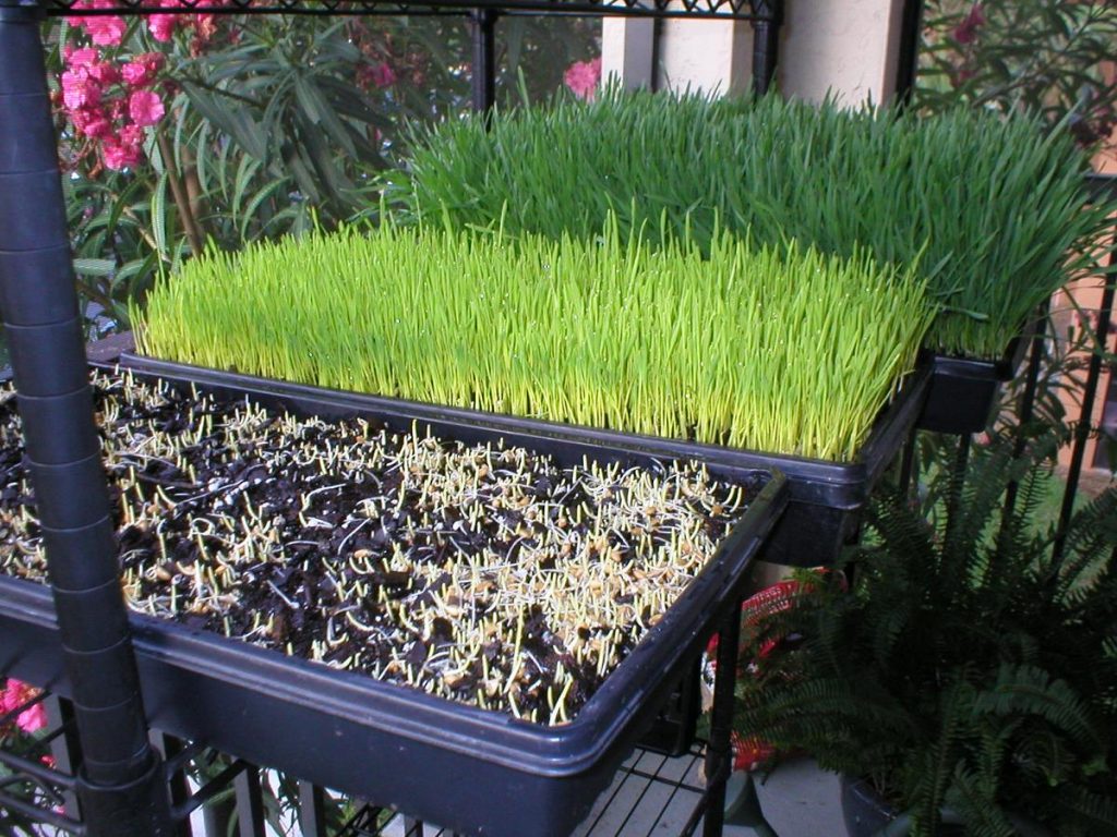 Wheatgrass | List of vegetables you can grow year-round