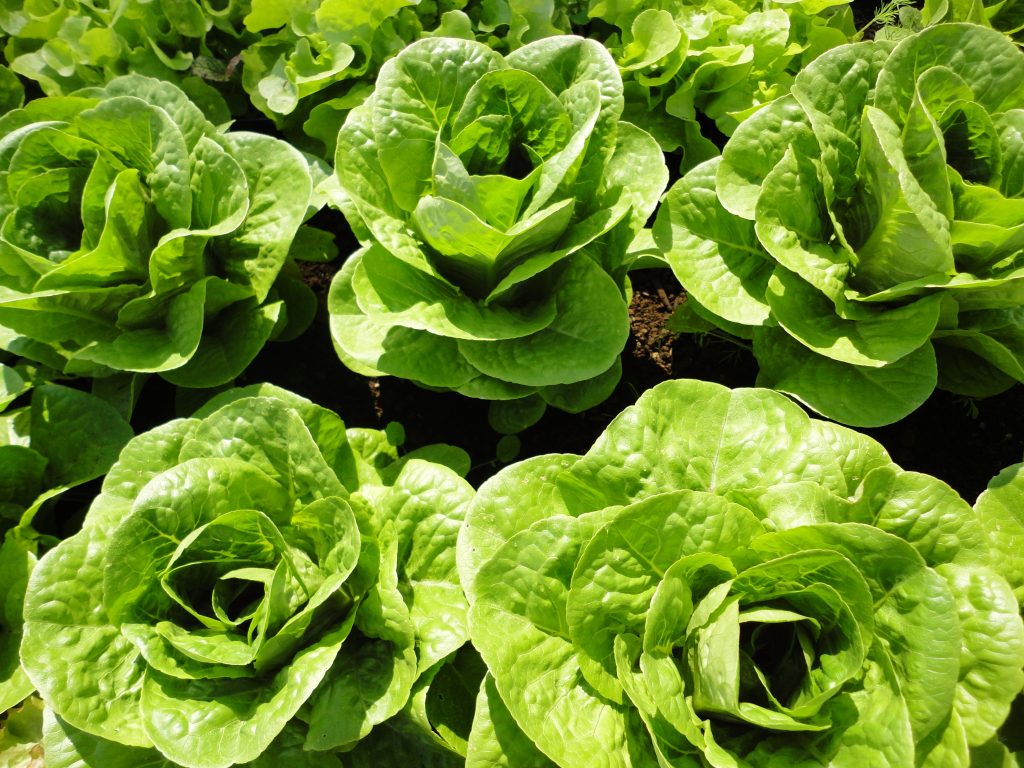 Organic Winter Lettuce | List of vegetables that can be grown year round