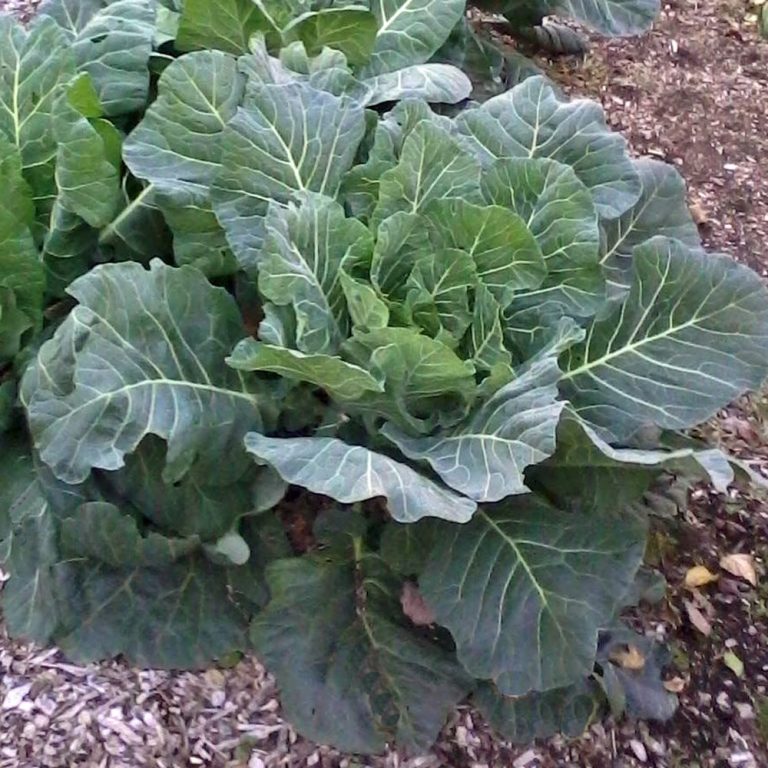 600+ Champion Collard Green Seeds Honest Seed Co.